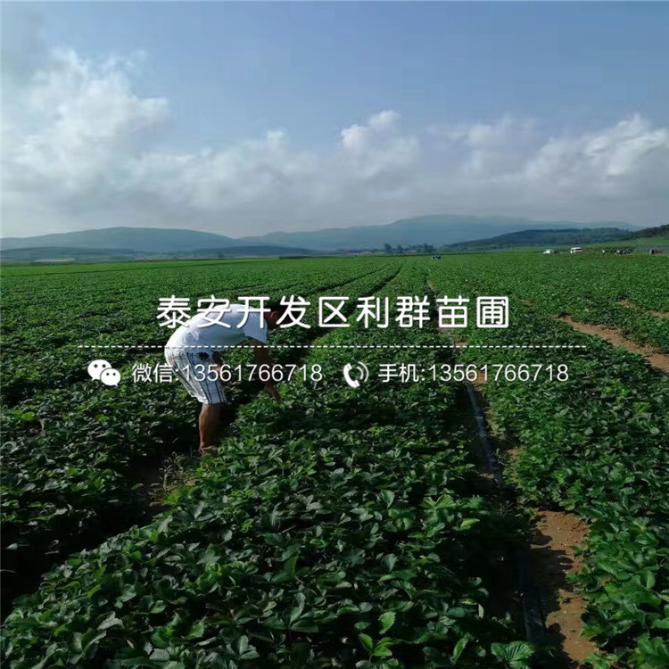 2018年黑龙江草莓苗、黑龙江草莓苗基地