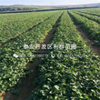 戈雷拉草莓苗出售基地、2018年戈雷拉草莓苗多少钱一棵