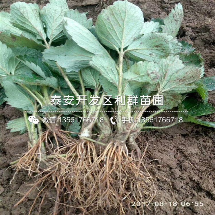 草莓王子草莓苗基地、草莓王子草莓苗批發(fā)