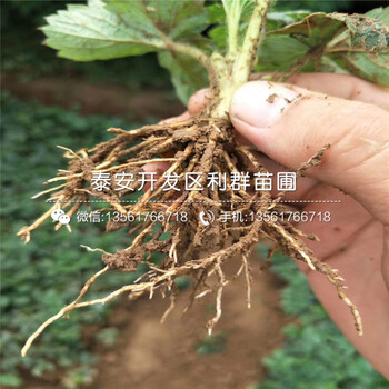 哪里有卖天仙醉草莓苗、天仙醉草莓苗价格多少