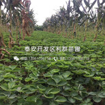 京郊小白草莓苗品种、2018年京郊小白草莓苗新品种图片3