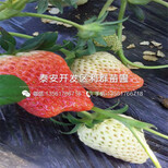哪里有批发四川草莓苗、四川草莓苗价格多少图片2