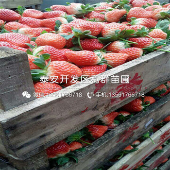 山東明寶草莓苗出售價格、山東明寶草莓苗批發(fā)基地