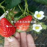 新品种广西草莓苗报价图片3