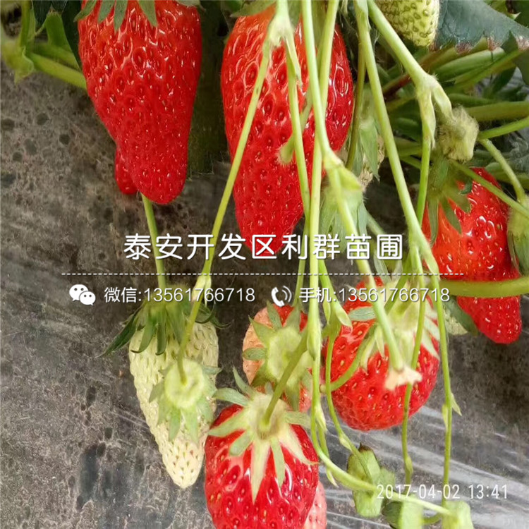 艾沙草莓苗格是多少