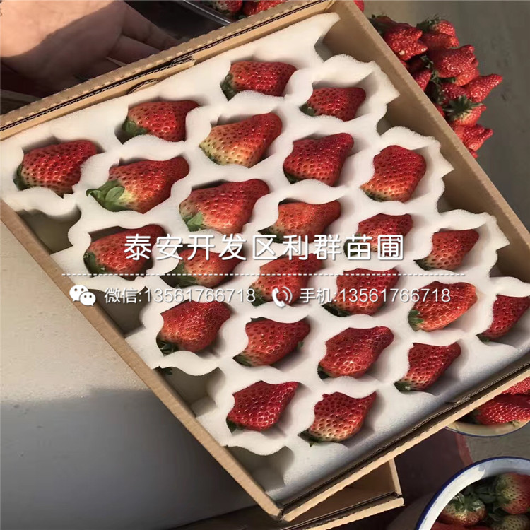 新品种明宝草莓苗出售价格多少