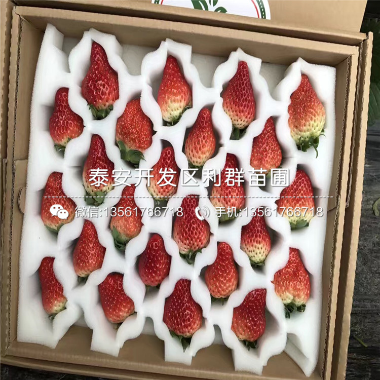 大白草莓苗出售、2018年大白草莓苗價(jià)格