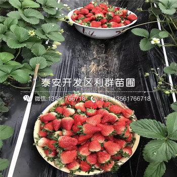 山西草莓苗图片、山西草莓苗种植方法
