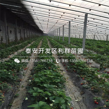 新品种白雪公主草莓苗出售价格多少