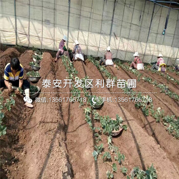 天津草莓苗