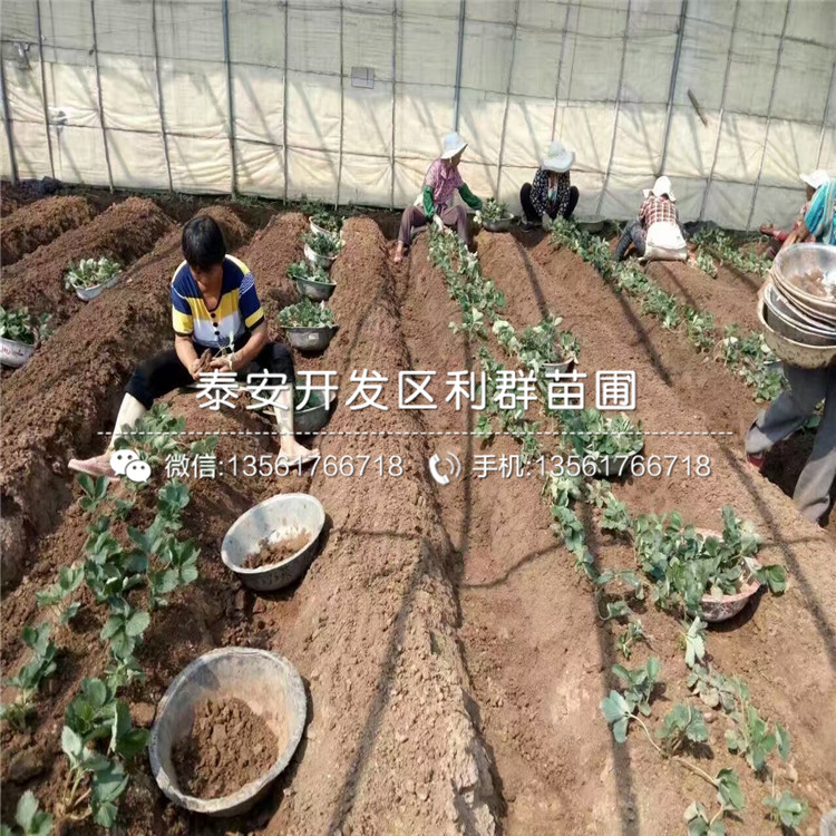 新品种京郊小白草莓苗多少钱一棵