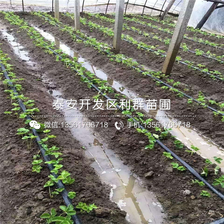 天津草莓苗出售价格