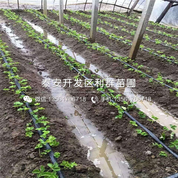 种植江西草莓苗基地