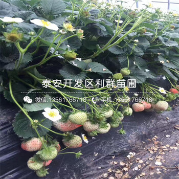 牛奶草莓苗多少钱一棵、牛奶草莓苗多少钱一棵出售