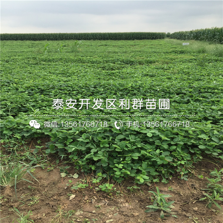 2018年草莓苗价格出售基地