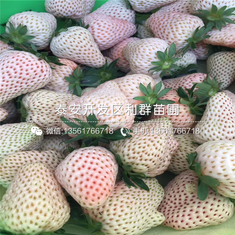 新品种章姬草莓苗价格、新品种章姬草莓苗价格批发