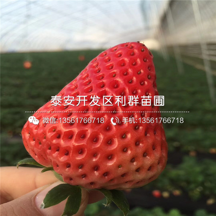 山东幸之花草莓苗、幸之花草莓苗价格是多少