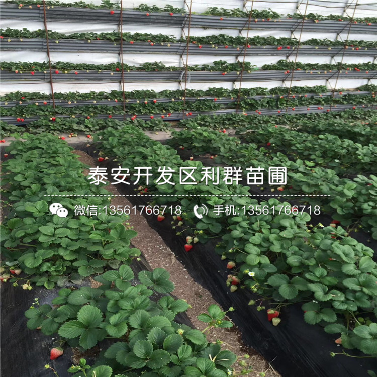 2018年红花草莓苗、红花草莓苗批发基地