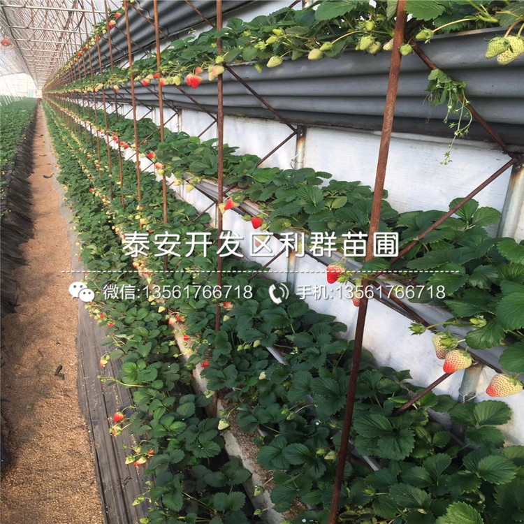 新品种妙香七号草莓苗批发报价