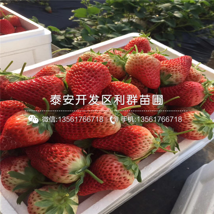 京郊小白草莓苗、京郊小白草莓苗批发多少钱