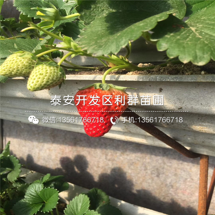 山东白草莓苗价格多少多少钱一棵