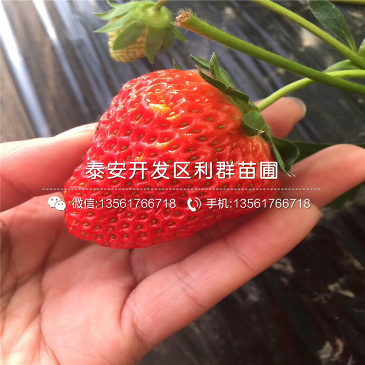 出售妙香七号草莓苗基地批发