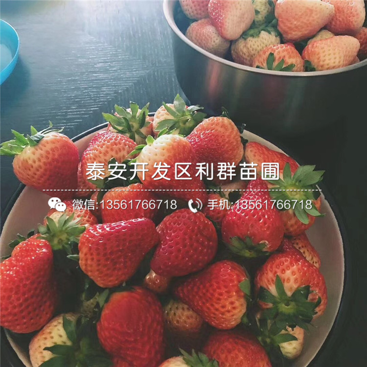 小白草莓苗、2018年小白草莓苗价格