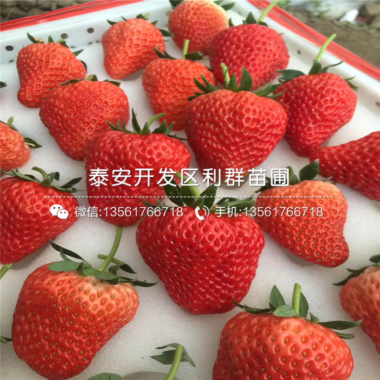 草莓小苗、新品种草莓小苗、草莓小苗价格