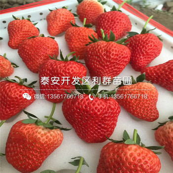 哪里有卖红夏草莓苗、红夏草莓苗多少钱一棵