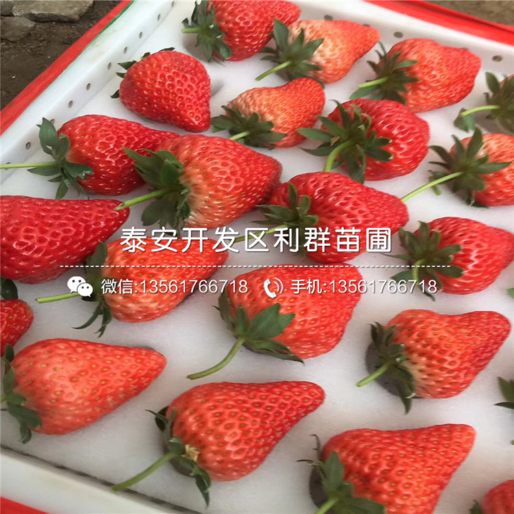 四季塞娃草莓苗价格、四季塞娃草莓苗多少钱