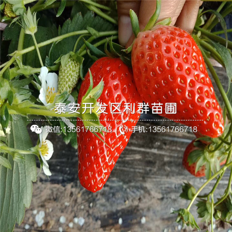 批发牛奶草莓苗基地格