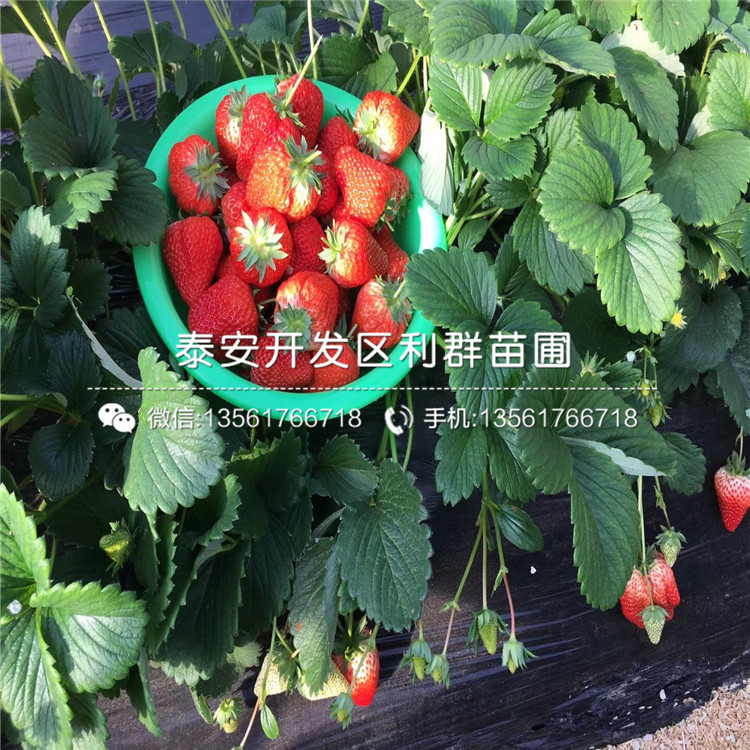 红花草莓苗批发基地