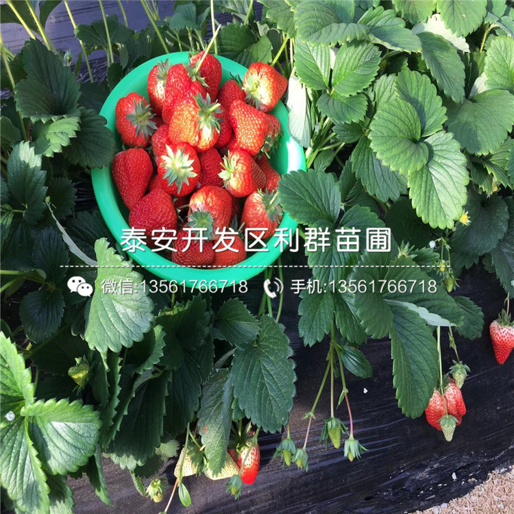 美德莱特草莓苗美德莱特草莓苗基地