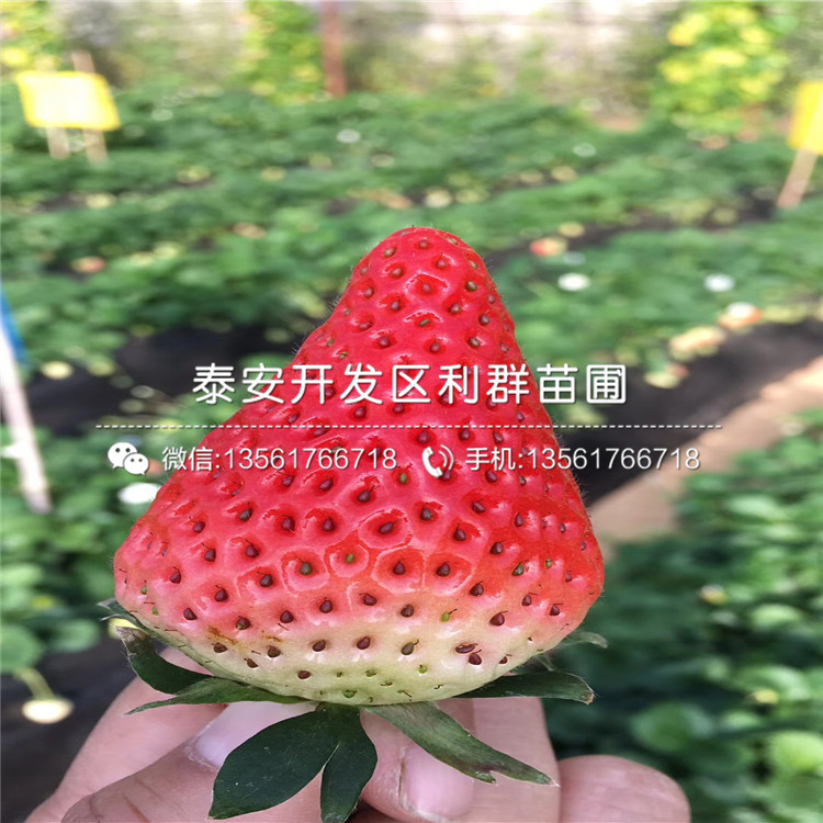 山东四季草莓苗、四季草莓苗多少钱一棵