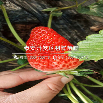 桃熏草莓苗价格及报价