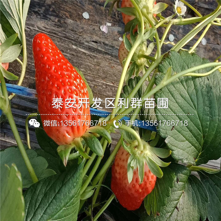 贵草莓苗、山东贵草莓苗、贵草莓苗多少钱一棵
