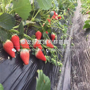 山东白雪小町草莓苗批发价格