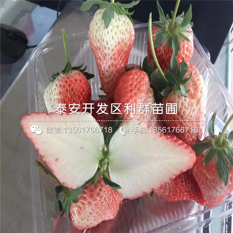 红夏草莓苗、山东红夏草莓苗出售