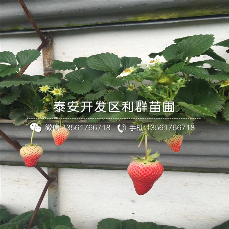 四季塞娃草莓苗出售、山东四季塞娃草莓苗基地
