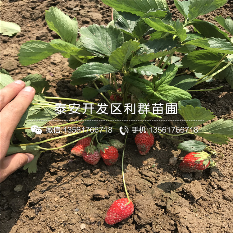 新品种红袖添香草莓苗、红袖添香草莓苗多少钱一棵