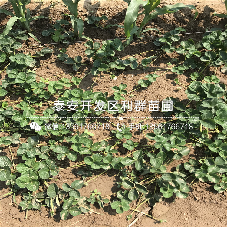 2018年吐德拉草莓苗、吐德拉草莓苗格