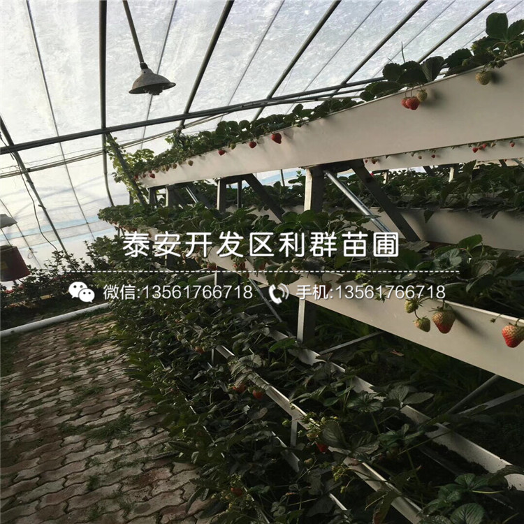 2018年草莓苗出售价格、草莓苗出售多少钱一棵