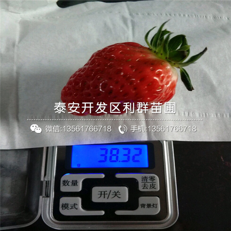 山东白草莓苗价格多少多少钱一棵