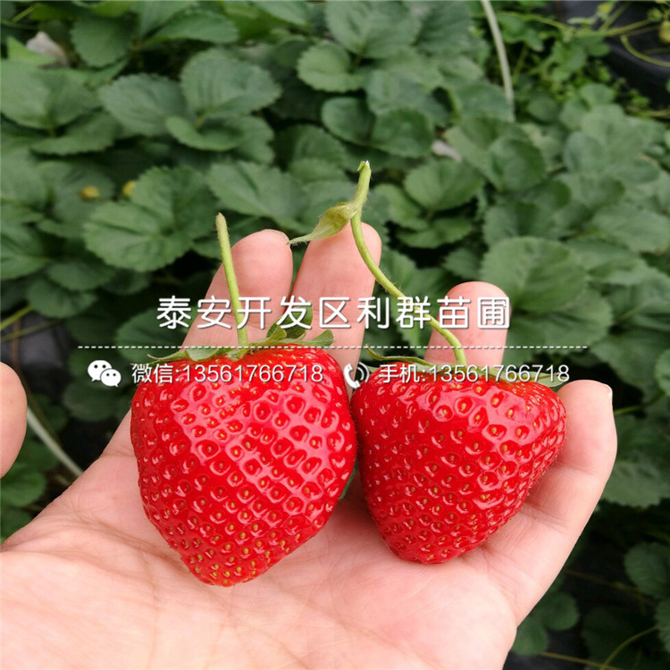 山东草莓苗价格、山东草莓苗价格出售价格是多少