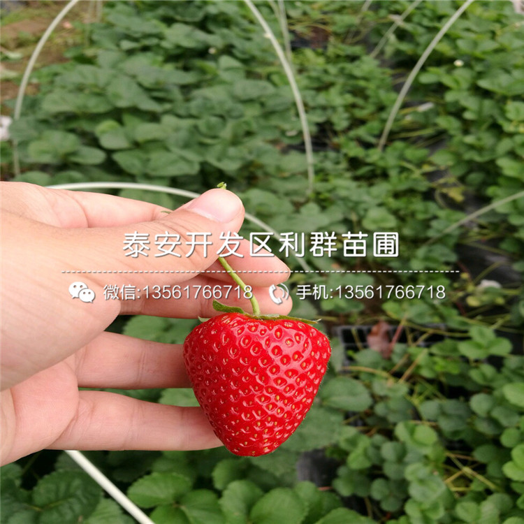 2018年四季阿尔比草莓苗、四季阿尔比草莓苗格
