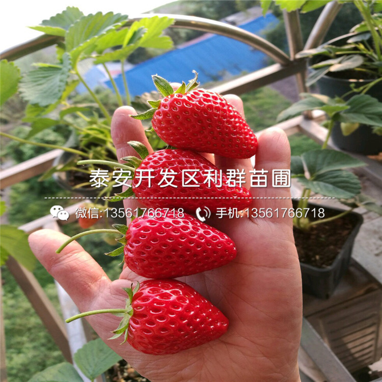 四季草莓苗、2018年四季草莓苗价格是多少