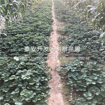 批发红颜草莓苗多少钱一棵、批发红颜草莓苗多少钱一棵批发