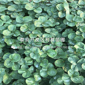 求购越心草莓苗、越心草莓苗多少钱一棵