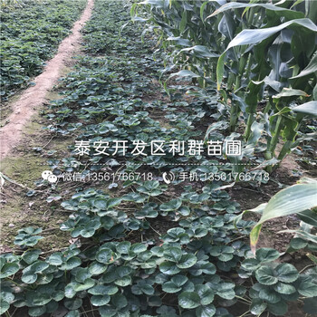 蒙特瑞草莓苗价格、山东蒙特瑞草莓苗价格