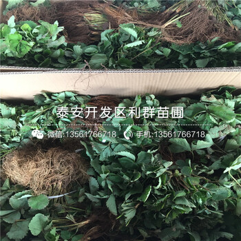 出售妙香七号草莓苗基地批发